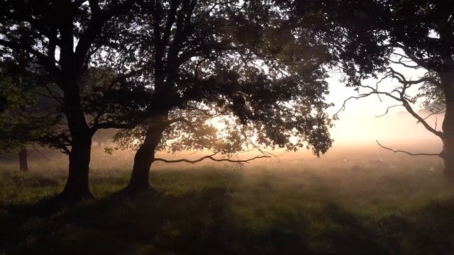 Расслабляющая музыка для снятия стресса ... прогулка по лесу смотреть онлайн