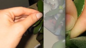 Бонсай из денежного дерева. Как сформировать крону толстянки, крассулы