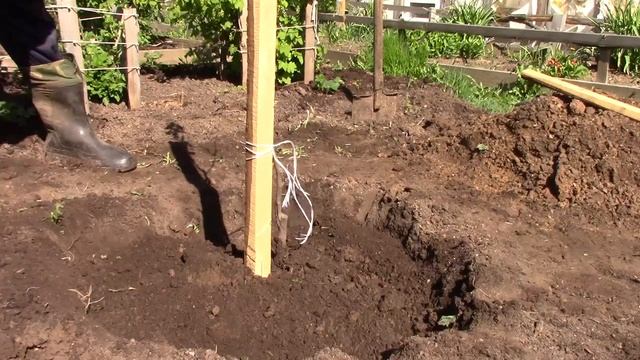 Садим сливу. смотреть онлайн