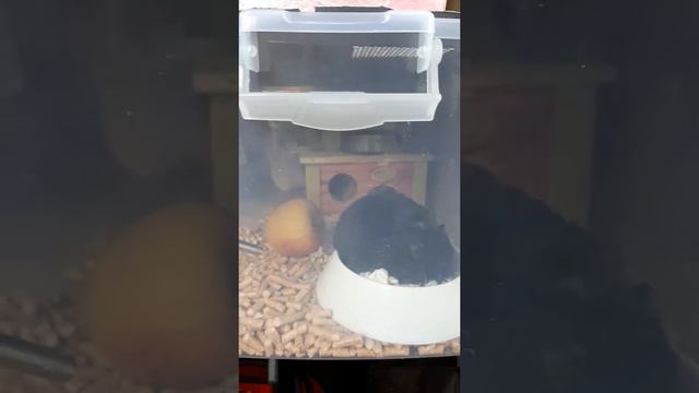 Сирийский хомяк рожает. Что делать