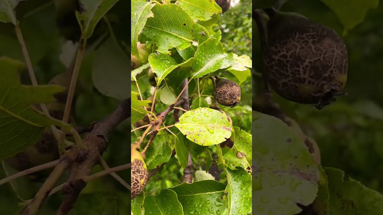 Груши чем то заболели! Кто с этим сталкивался?! Что делать? смотреть онлайн