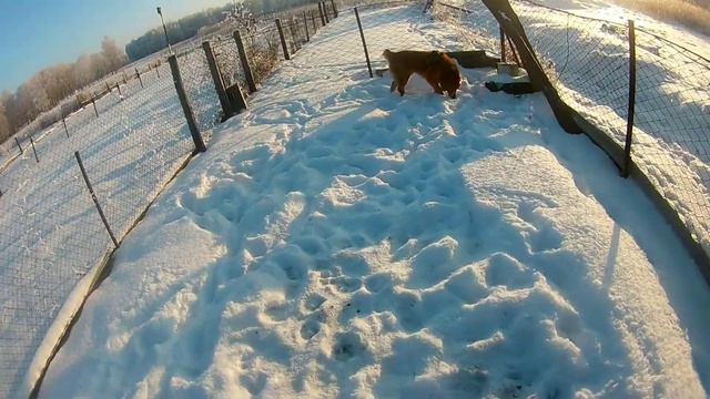 Среднеазиатская овчарка