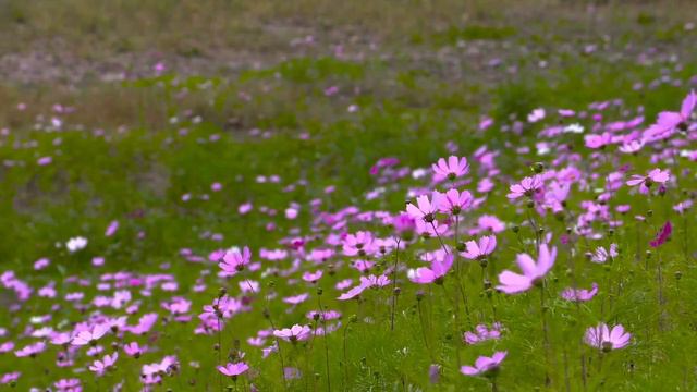 ОБЕРЕГ для ТЕБЯ/ ЖИВОЙ АМУЛЕТ СЧАСТЬЯ /Эзотерика/#амулетнаудачу #оберегдлядома смотреть онлайн