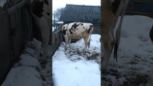 Повседневка,большие бородавки на сосках,