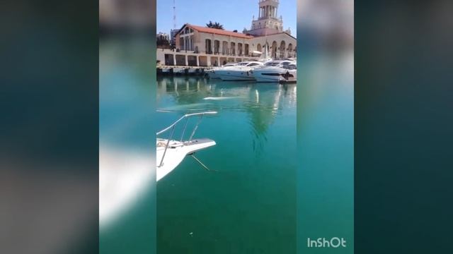 Белый кит белуха в черном море в Сочинском порту смотреть онлайн