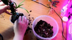 Пересадка дендробиума после покупки и моя новая подставка под цветочки