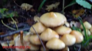 Ложноопенок серно желтый