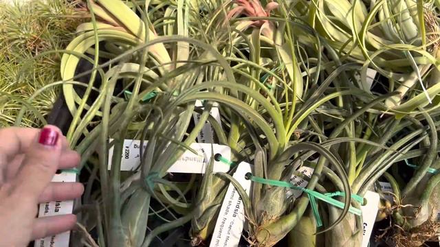 Blooming Tillandsias! Lots of variety and great for indoors too! смотреть онлайн