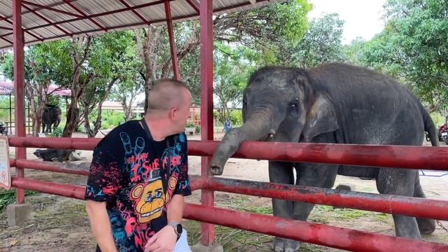Где покормить слонов в Паттайе?Сезон дождей в разгаре смотреть онлайн