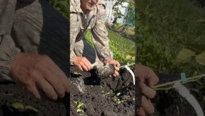Не сажайте ежевику пока не посмотрите это видео