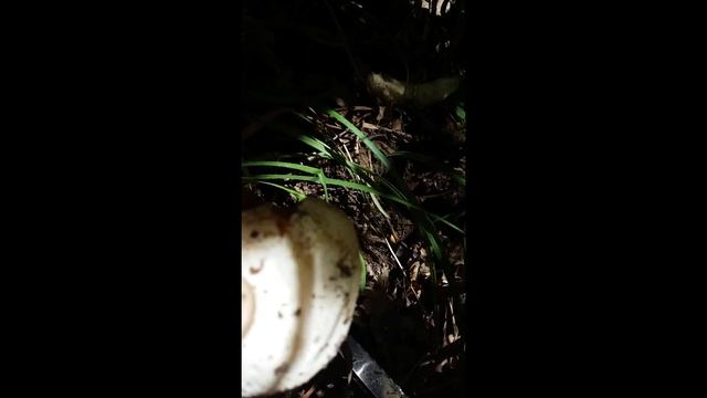 Веселка. (Fallus impudicus). Гриб-афродизиак ЕДИМ СЫРЫМ! (Fallus impudicus). смотреть онлайн