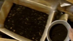 ЕР - 4 ЗАСЕЛЕНИЕ ЧЕРВЯ СТАРАТЕЛЬ И ДЕНДРОБЕНА В ЯЩИКИ