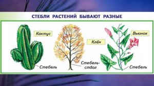 "Как устроено растение", Окружающий мир 1 класс, с.68-71, Планета знаний.