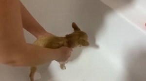 Первое купание Чихуахуа