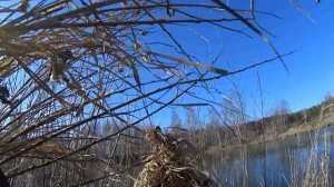 Супер охота с подсадной на селезня весной