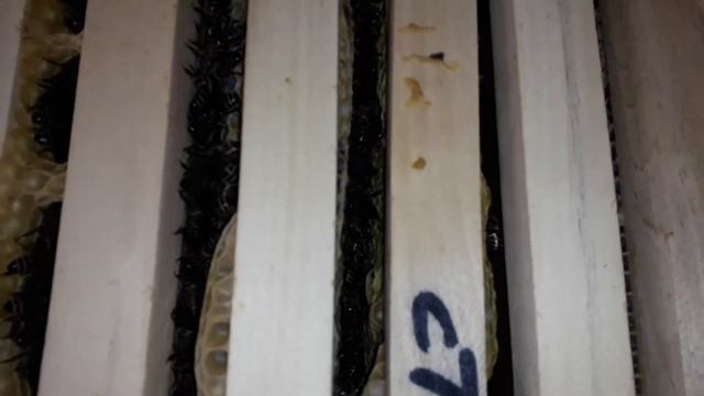 Часть 2 "Зимовка пчел без утепления (-3 С) смотреть онлайн