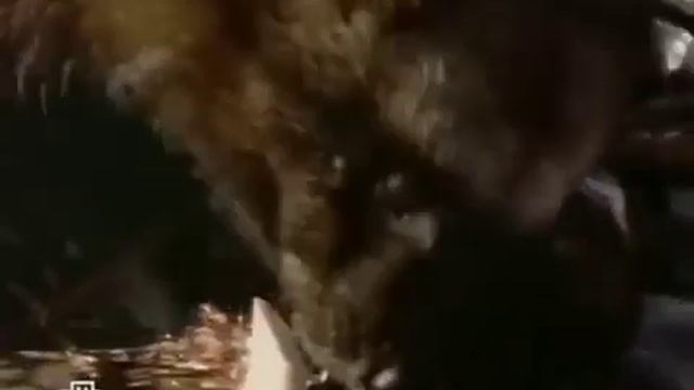 Природа расомахи