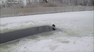 как коты ловят рыбу