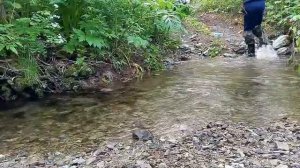 Рыбалка НА ГОРНОЙ РЕКЕ . Голец (мальма) Вишневый Лосось