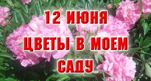 12 июня. Что цветет в моем саду