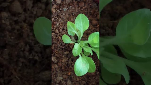 petunia baby plants 🌱main video loading1️⃣2️⃣3️⃣••••••••💯➡️➡️🌱🌷