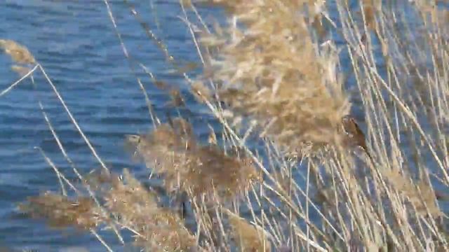 P162037 Цаплю выпустили на волю смотреть онлайн