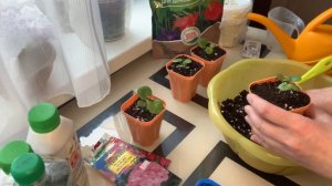 Пеларгония и дихондра взошла. Что делаем дальше?