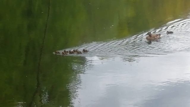 Маленькие утята смотреть онлайн