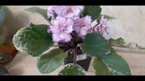 Розовая прелестница Fredette's Risen Star