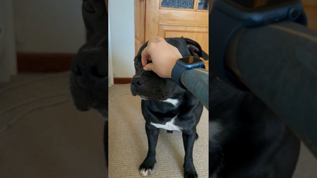 Мучение стаффбуля смотреть онлайн