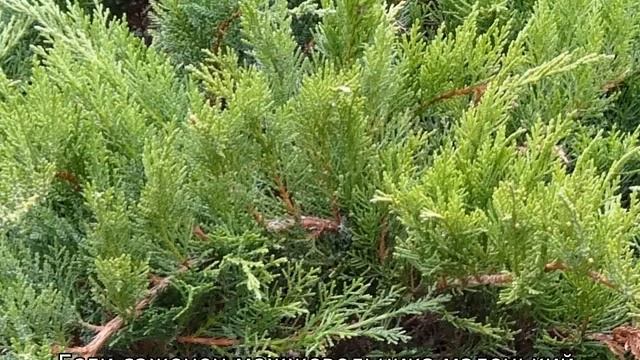 Пересадка можжевельника смотреть онлайн