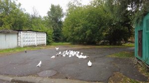 "Бойные голуби Грузии" В гостях у Сурена часть 2