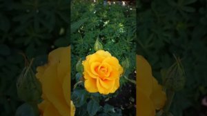 Роза Керио