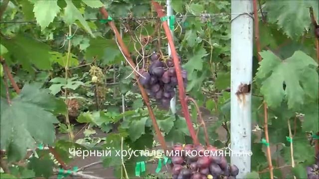 Чёрный хрусталь мягкосемянник смотреть онлайн