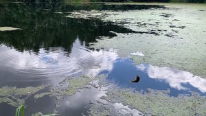 Рыбалка и обзор самодельной подставки для удочки.