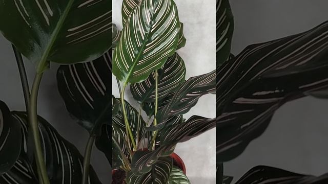 Комнатные растения в Ижевске. Калатея Сандериана. смотреть онлайн