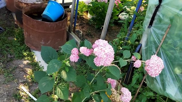 где высаживаем гортензию крупнолистную