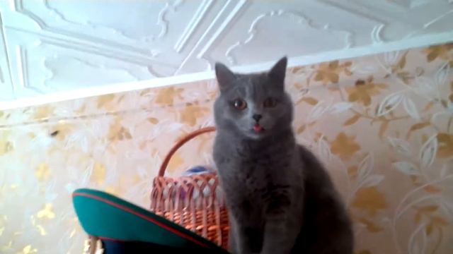 Кот из Ржев смотреть онлайн