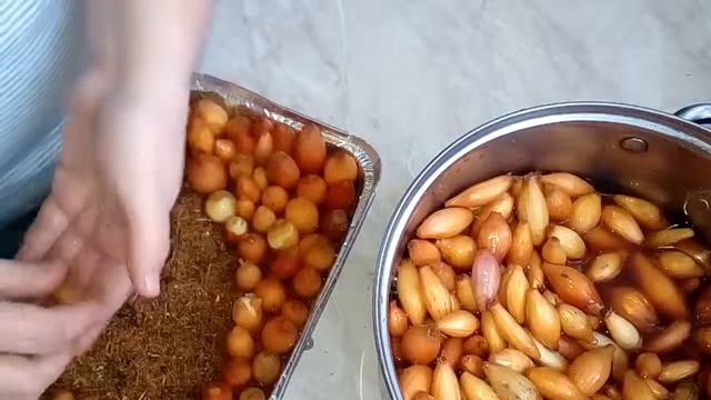 Выгонка лука на перья к 8 марту. смотреть онлайн