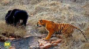 Амурский Тигр: Настоящий Царь Зверей