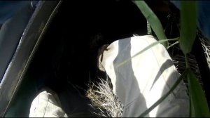 Ловля трофейного белого амура на реке Или в июне  Часть вторая