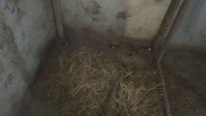 Кормление, размножение зебровых амадин.