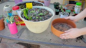 Repotting Extravaganza ||| Emmachenn