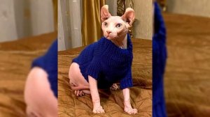 Двельф. Плюсы и минусы, Цена, Как выбрать, Факты, Уход, История