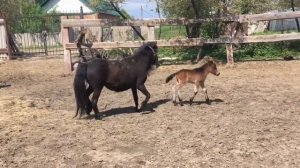 Двухдневный жеребёнок шетлендский пони. Персей