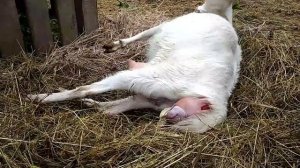 Роды козы Юльки.