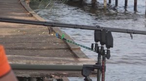 КОТ СЪЕЛ ПРИКОРМКУ НА РЫБАЛКЕ!!! Ловля карпа и амура в сентябре на фидер