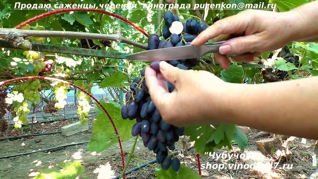 Виноград Ласточка ультрараннего срока созревания - виноградник Пузенко Натальи Лариасовны смотреть онлайн