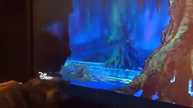 Котенок смотрит телевизор/ Барсик / Котенок и канал Дисней смотреть онлайн