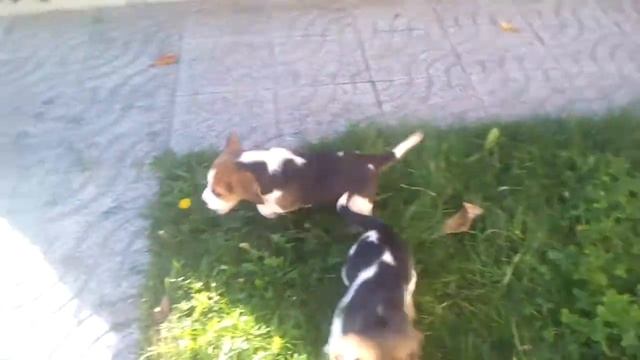 Beagles Tricolor - Lop